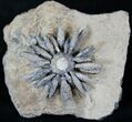Impressive Reboulicidaris Urchin Fossil - #13903-3